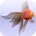 Play With Goldfish